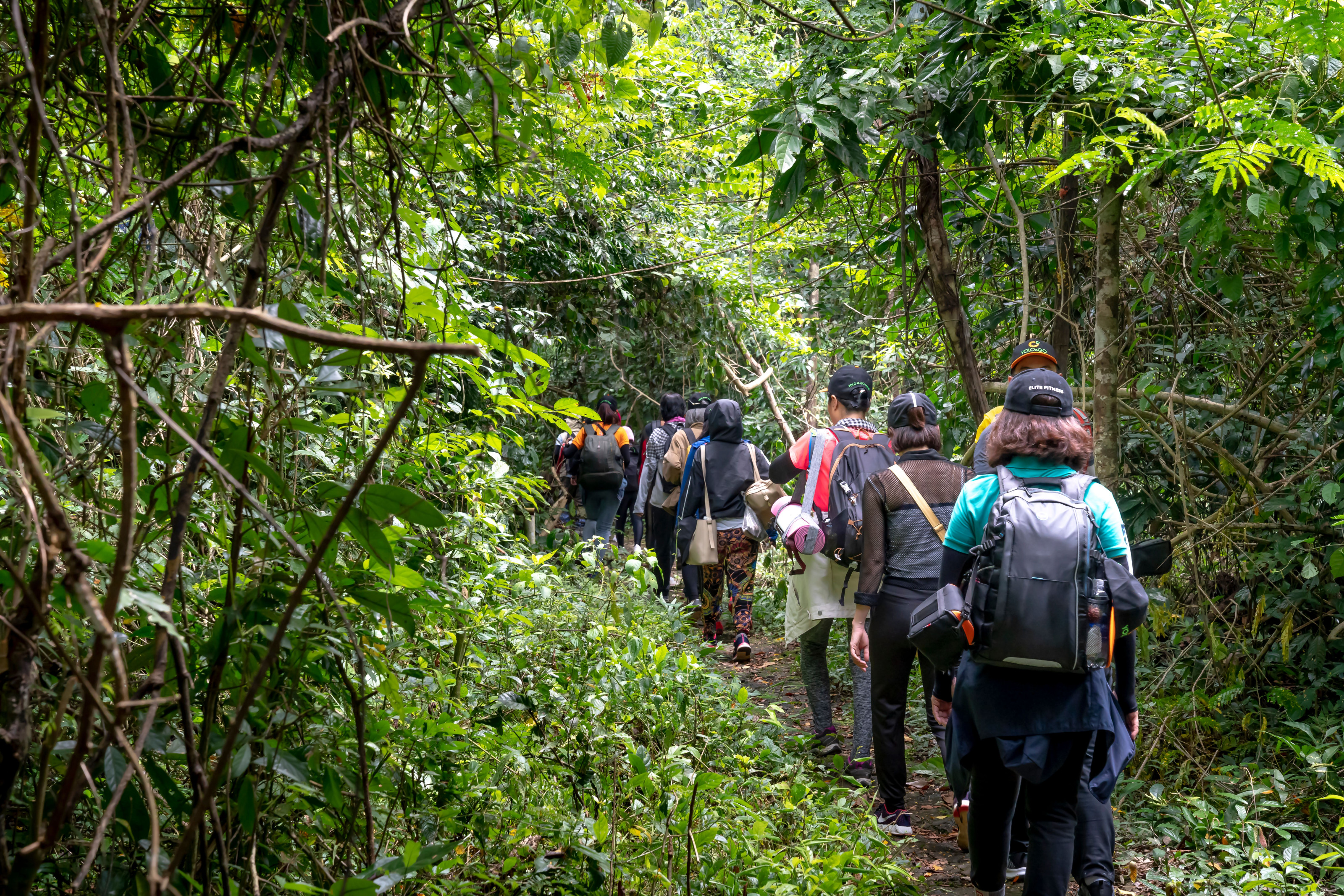 A small group with backpacks makes its way along a narrow path through tropical forest.