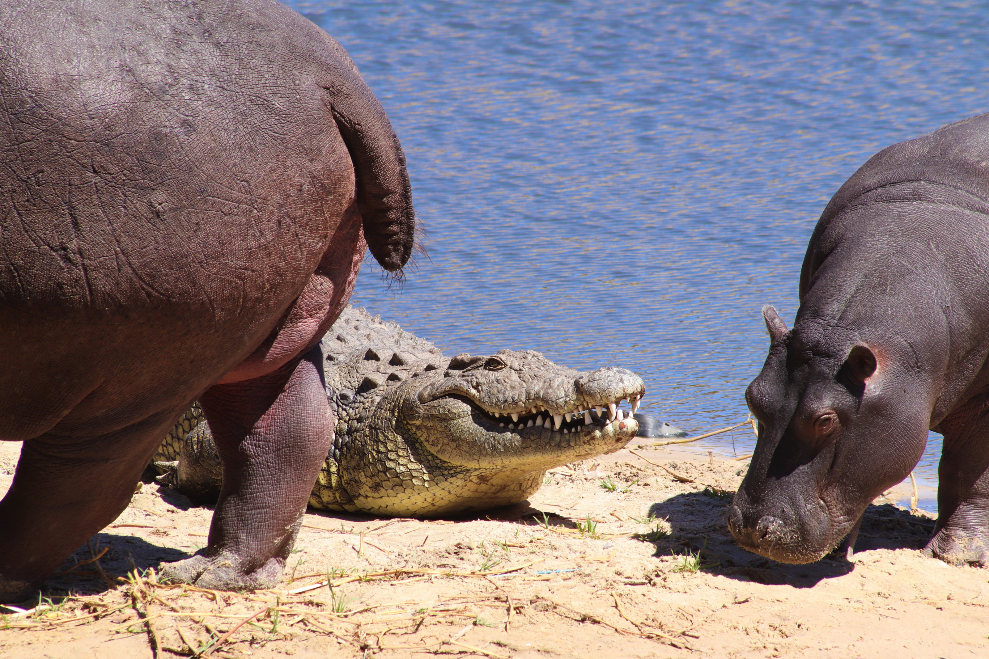 Hippos and a crocodile sharing a sandy riverbank along a wildlife channel.