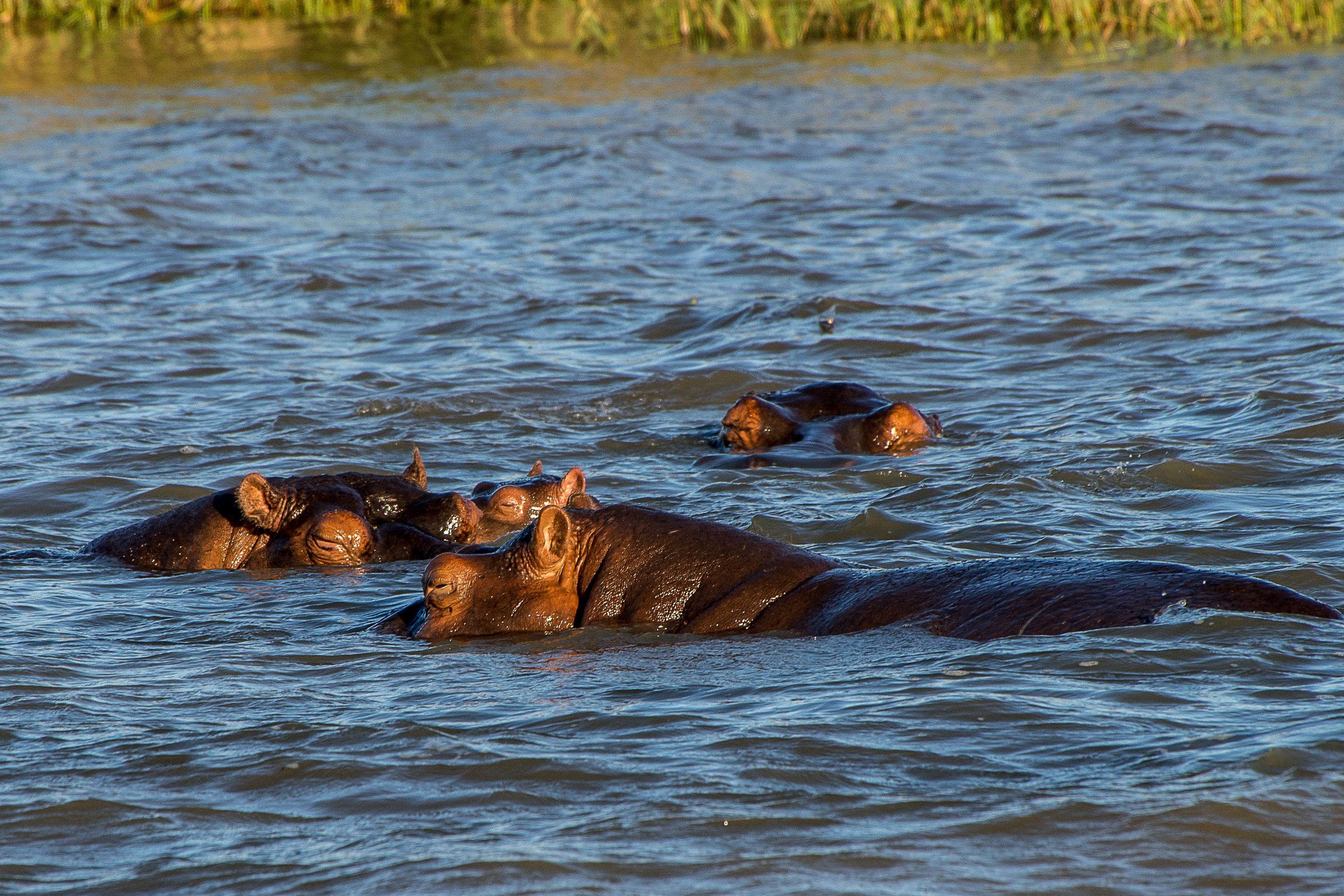 A group of hippos wallows together in a calm river channel bordered by reeds.