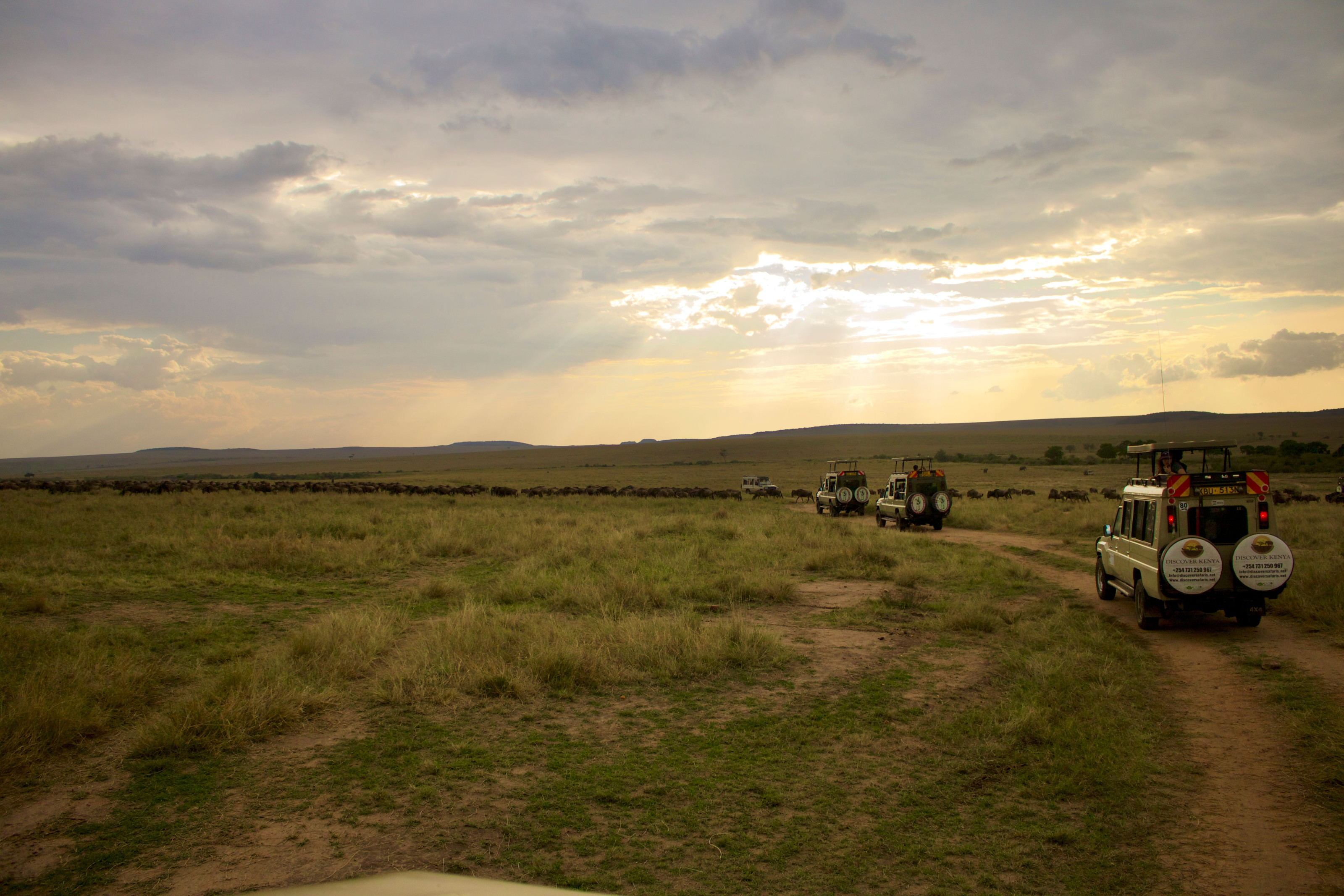 Tailor-Made Safari Planning