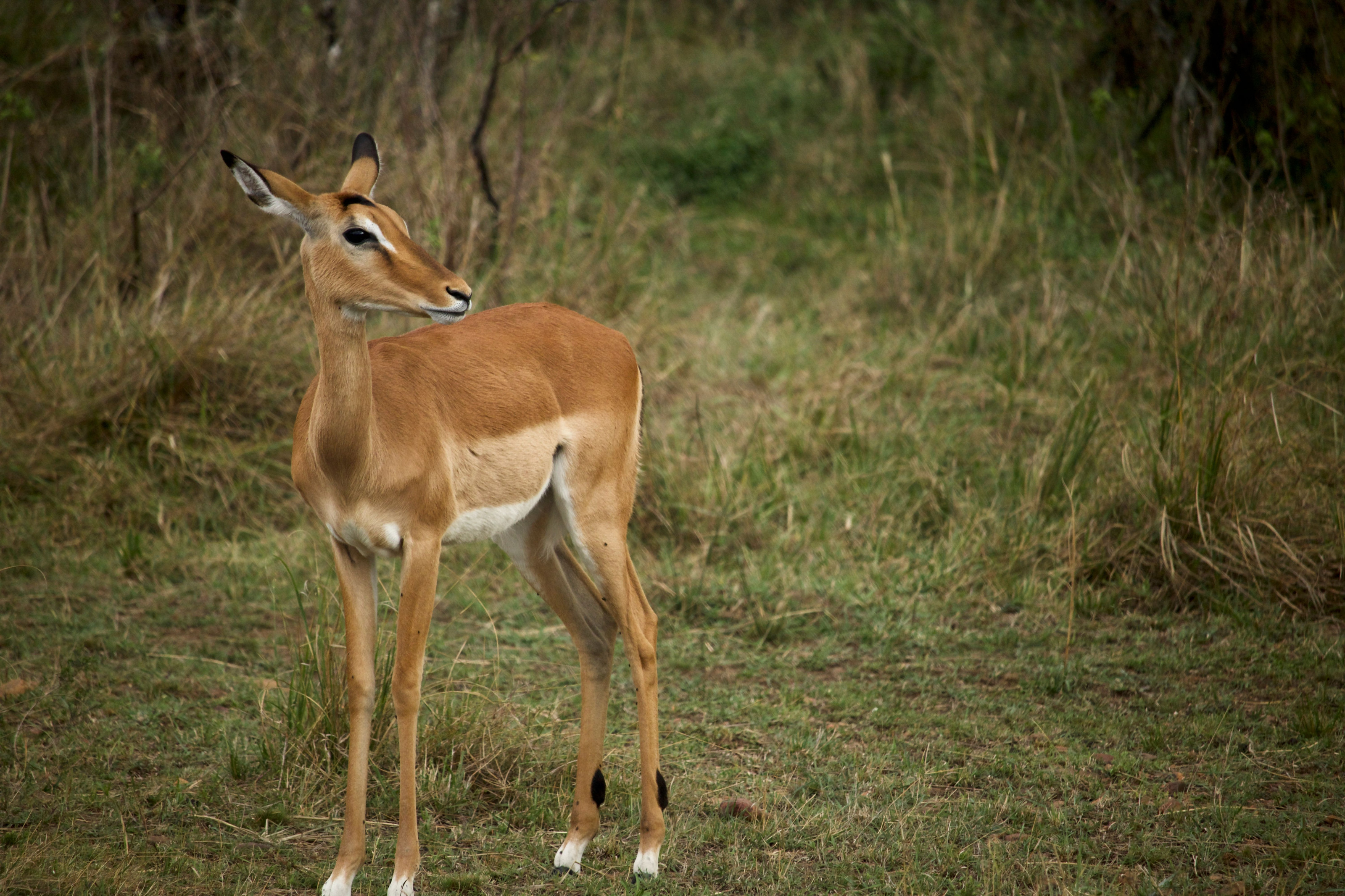 A slender antelope standing alert in open grassland.