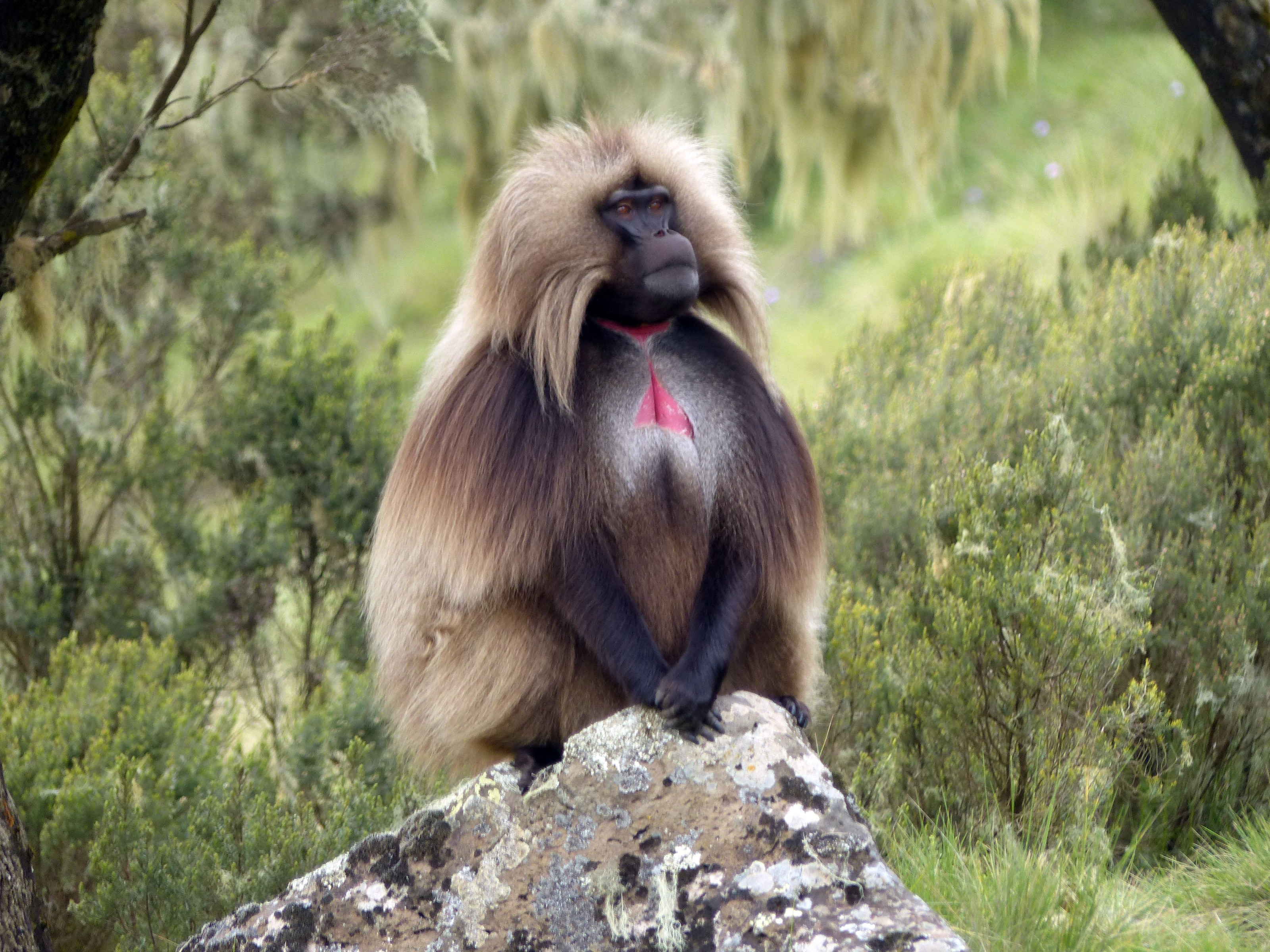 A gelada monkey sits alone on open grassland high in the Ethiopian highlands.