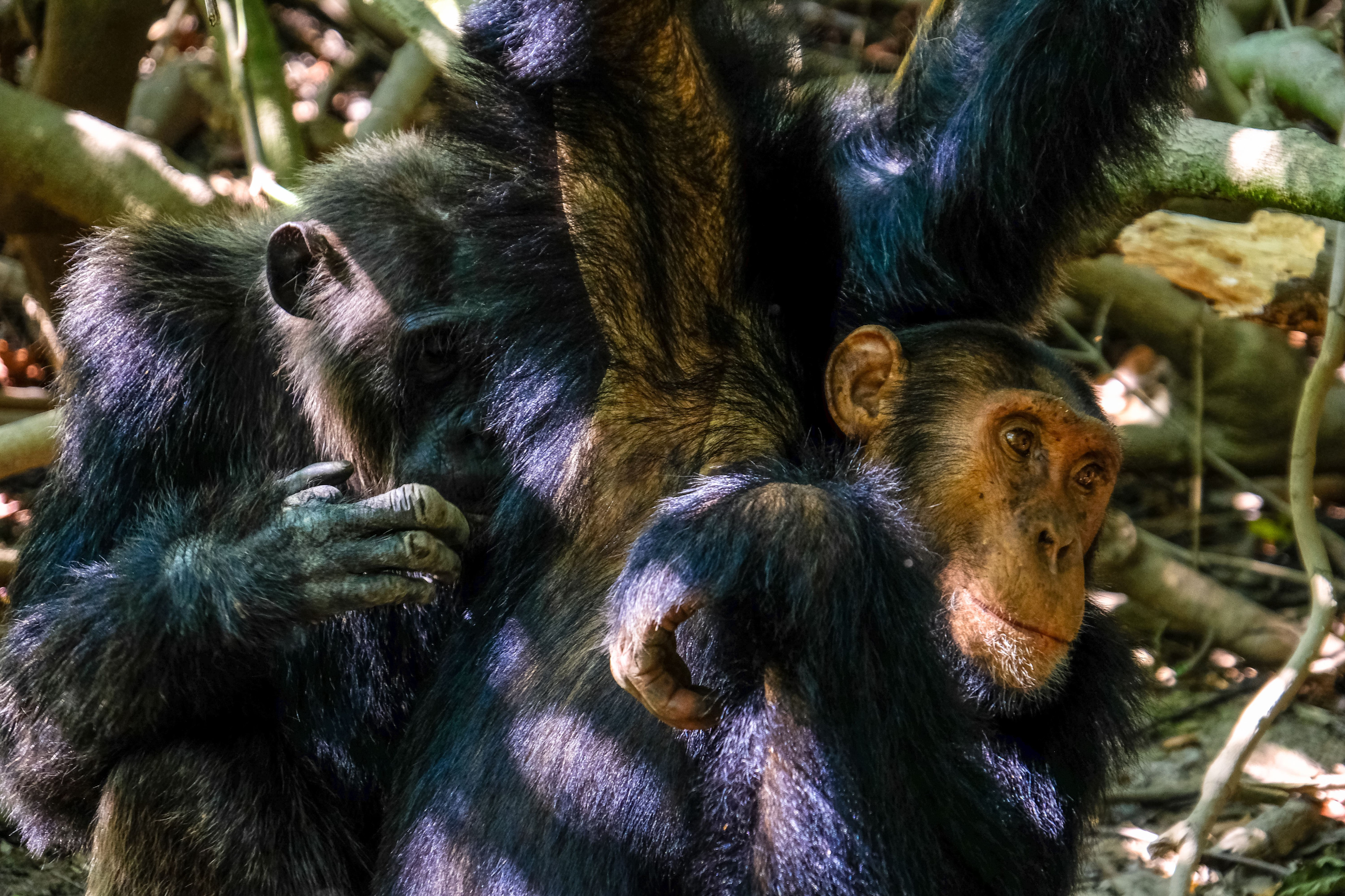 A group of chimpanzees swings and jumps between tree branches high in the forest canopy.