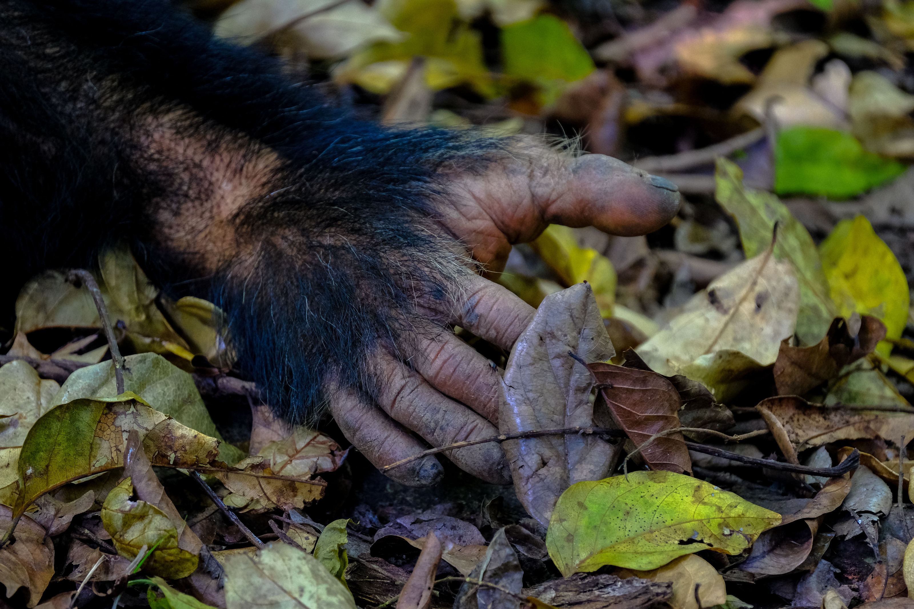 A chimpanzee crouches low, sorting through fallen leaves scattered across the forest floor.