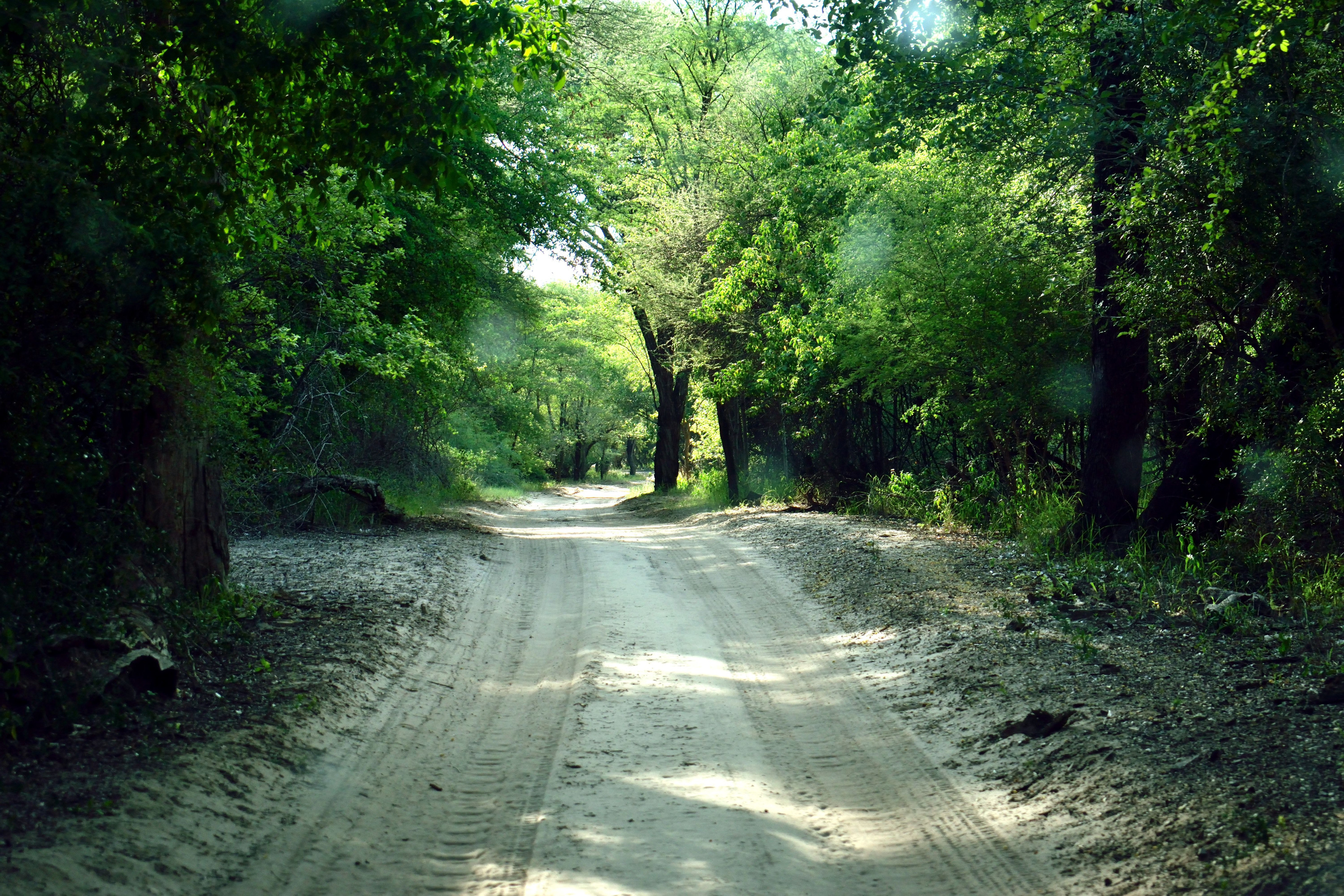 A quiet dirt path winds through dense forest, dappled with sunlight.