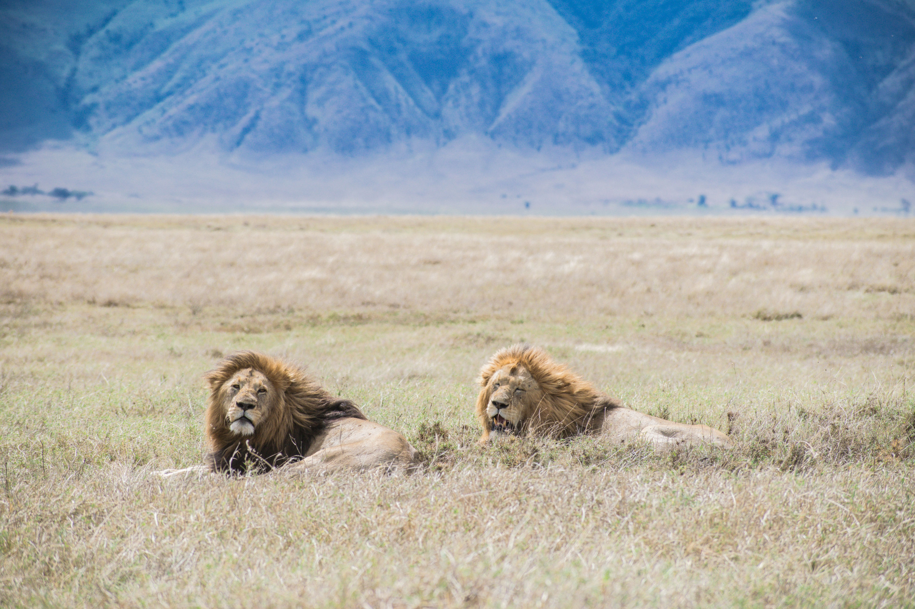 Two male lions rest together in open grassland beneath a wide sky.