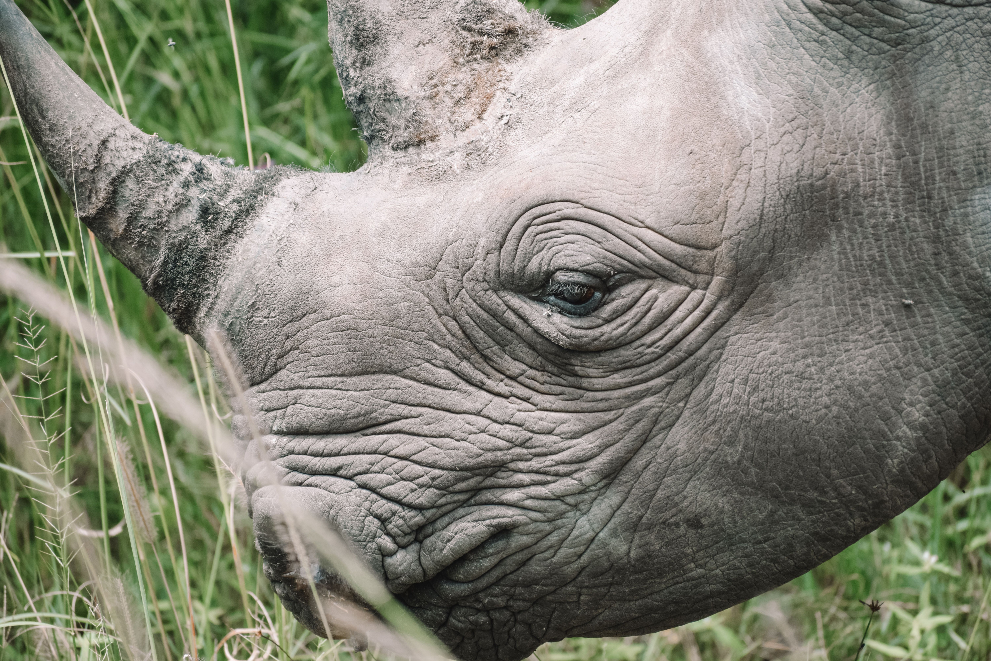 A close-up view of a rhinoceros's thick, textured skin and horn.