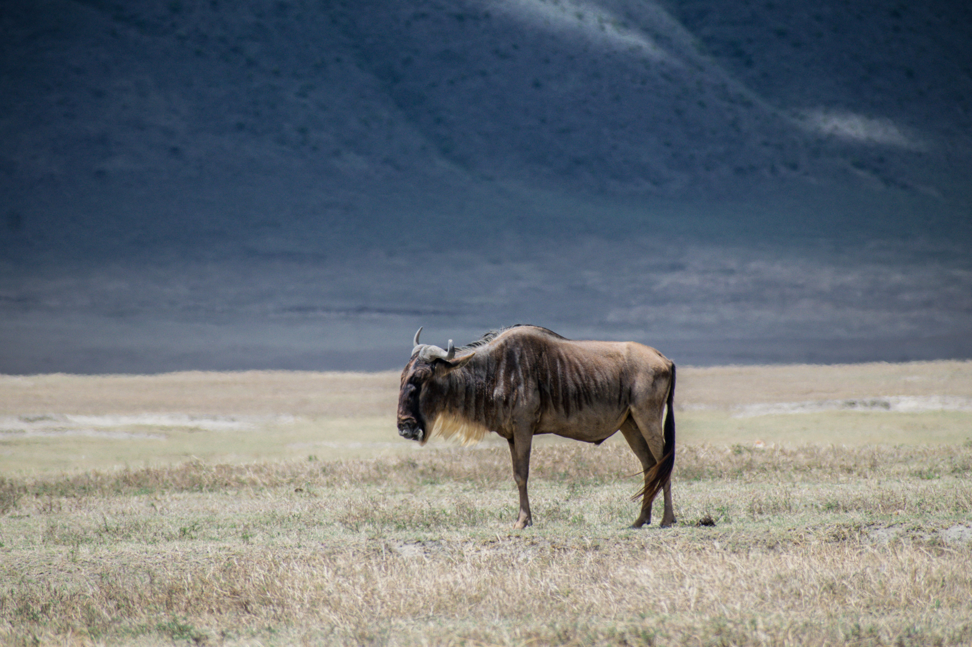A lone wildebeest stands on the short-grass plains of the Serengeti ecosystem.