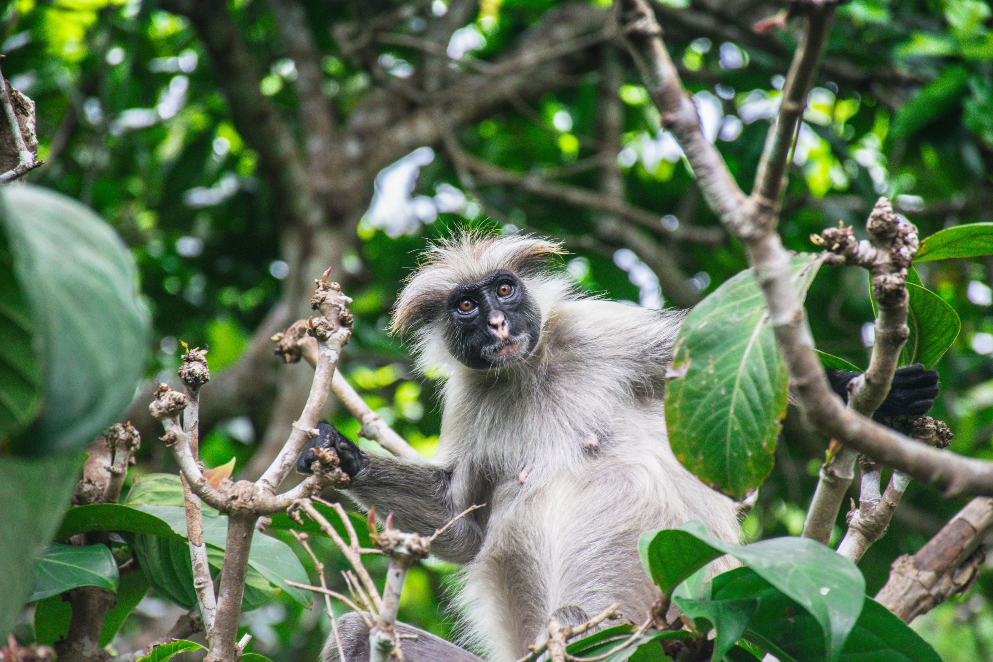 A red colobus monkey sits on a tree branch in the lush forest of Zanzibar.