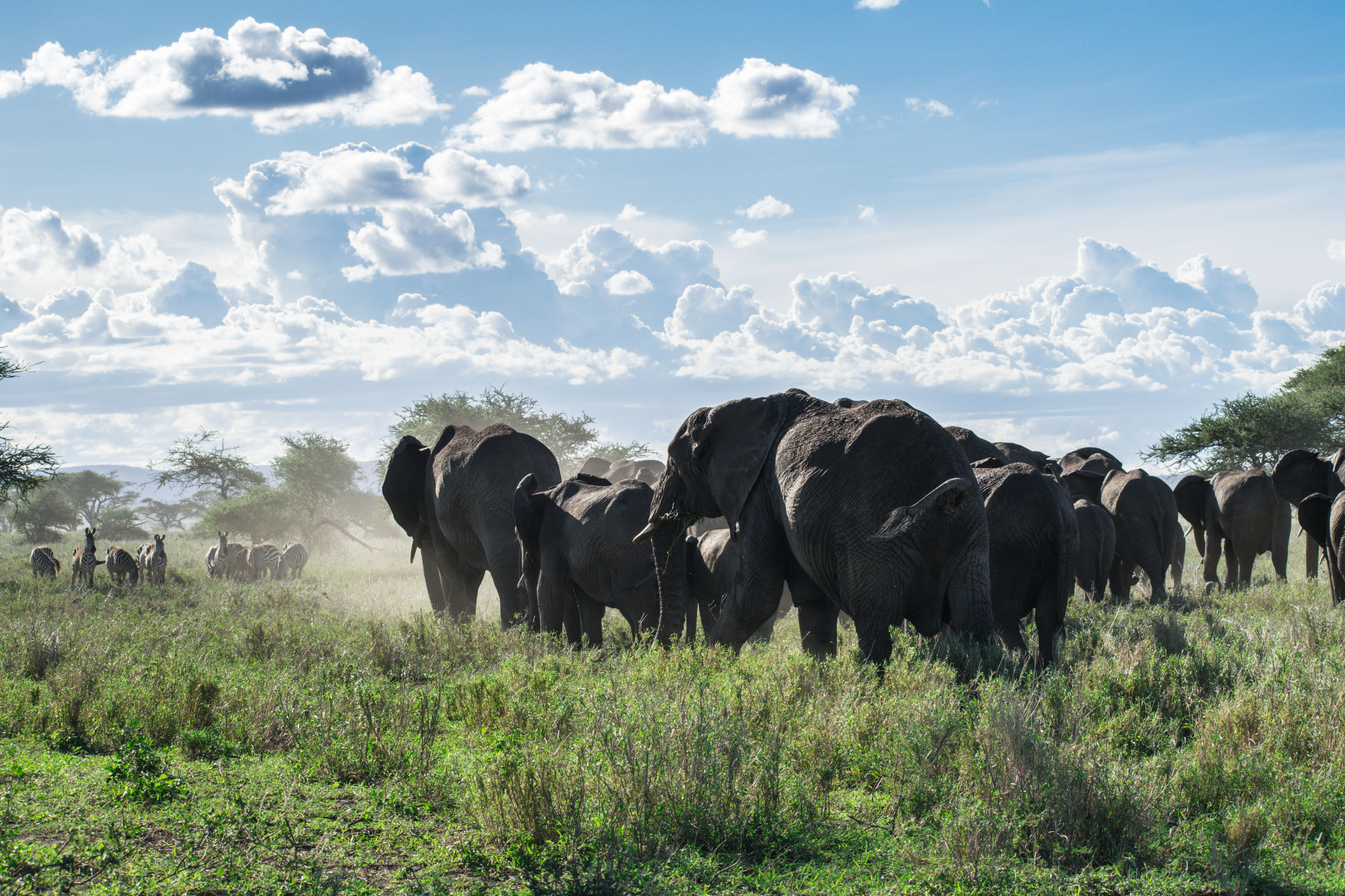 A herd of African elephants roams across the open savanna under a bright sky.