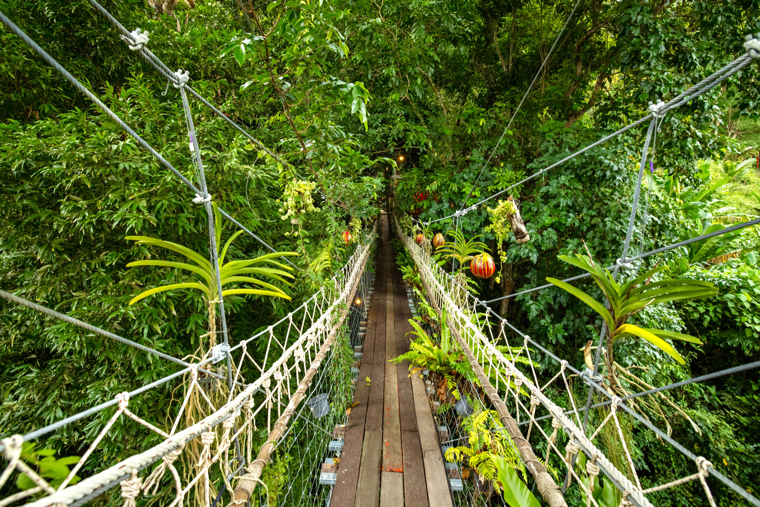 A suspended hanging bridge stretches between tall trees high above the rainforest floor.